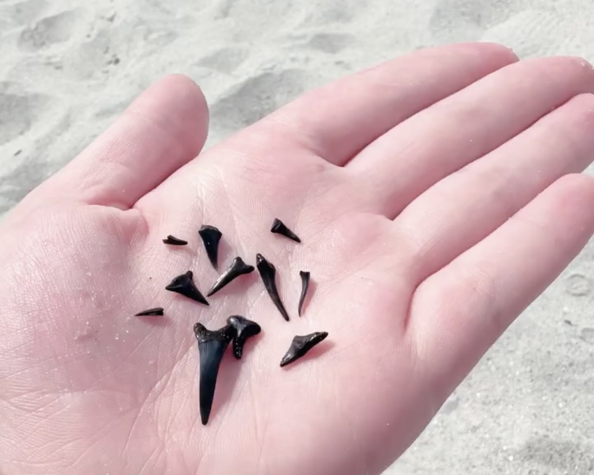 shark teeth