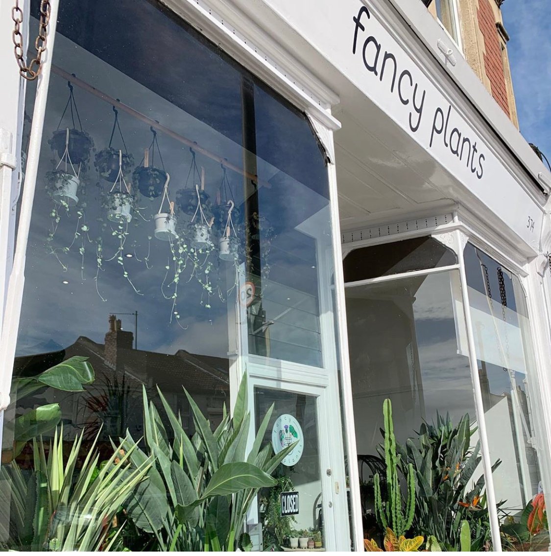 fancy plantsjpg by Fancy Plants