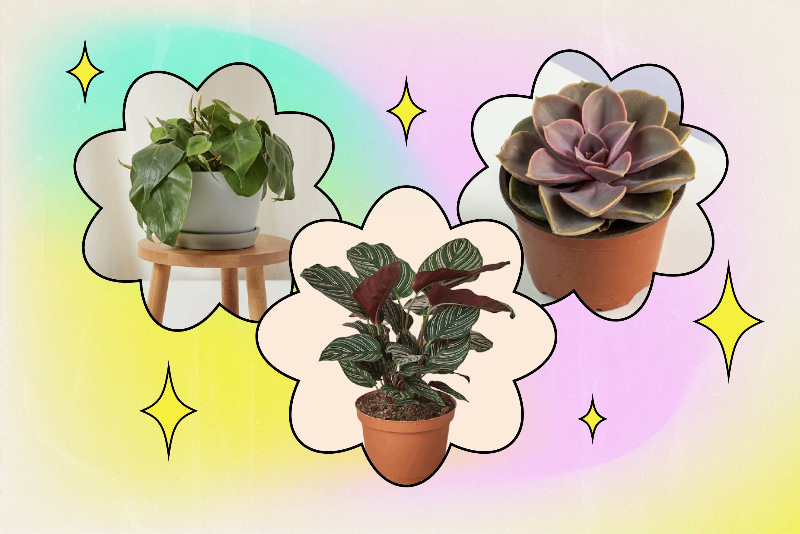 THD PlantsHero R1 2?width=698&height=466&fit=crop&auto=webp&dpr=4