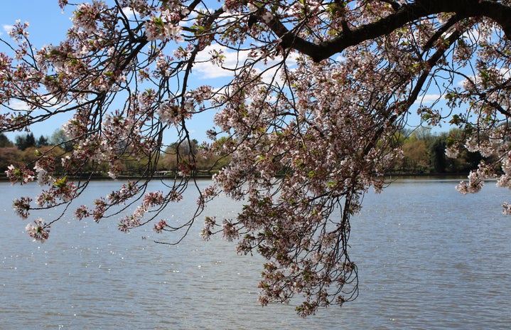 The cherry blossoms blooming in Washington D.C.