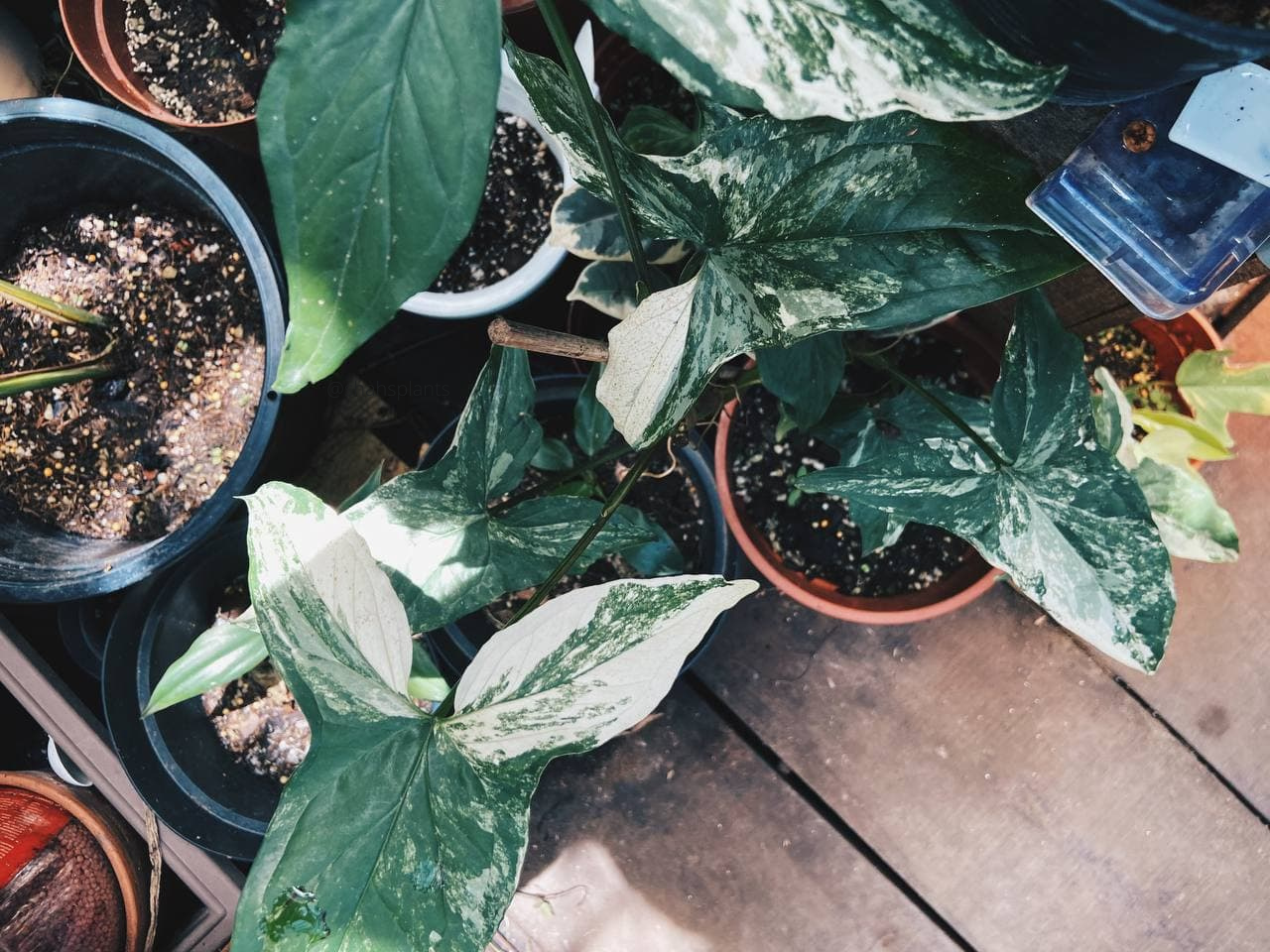 shahsplants 1png by Siti Ayeeshah