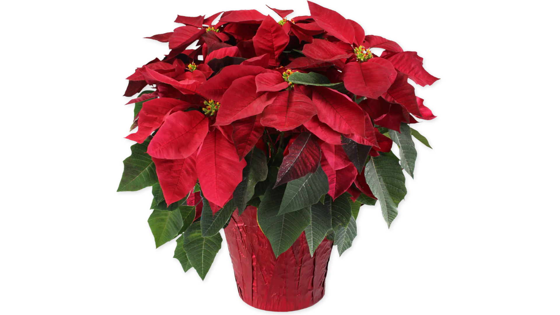 trader joes holiday plants 2024