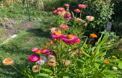 green grass and coloured flowers in sun