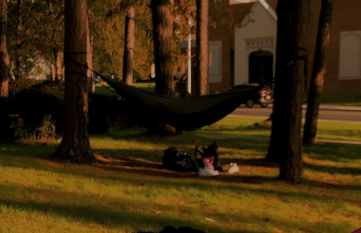 a hammock between trees