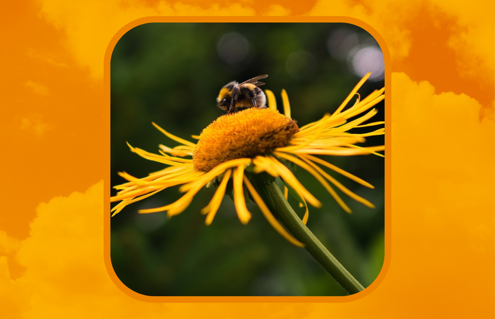 Bee sitting on flower.