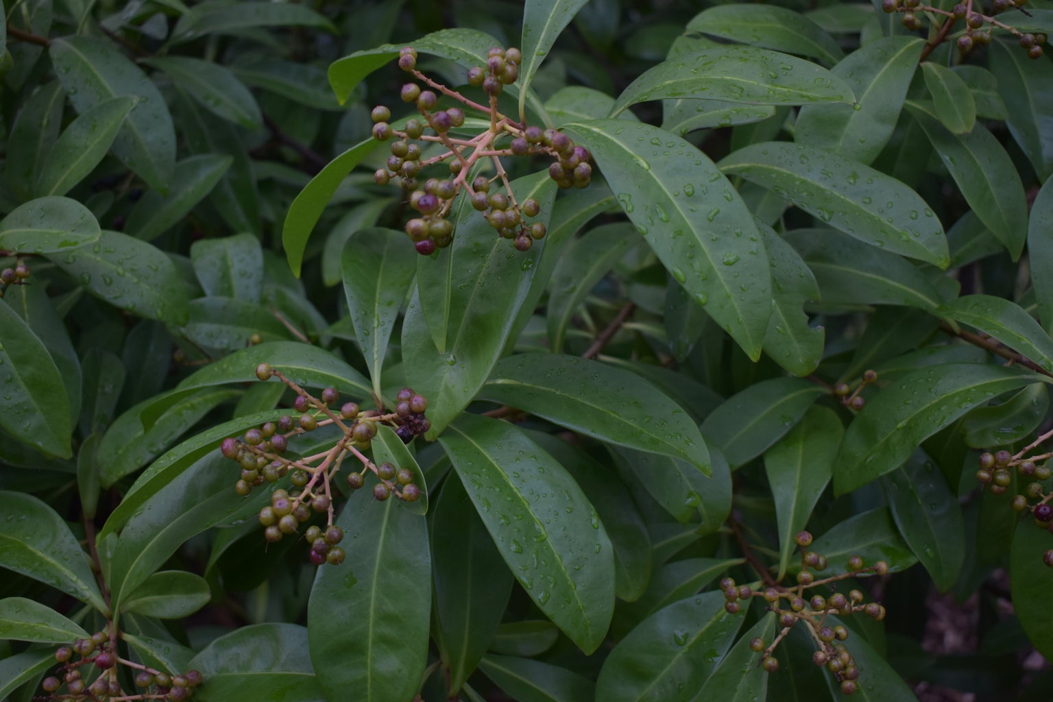 Ardisia escallonioides (Marlberry), Foliage and Fruit