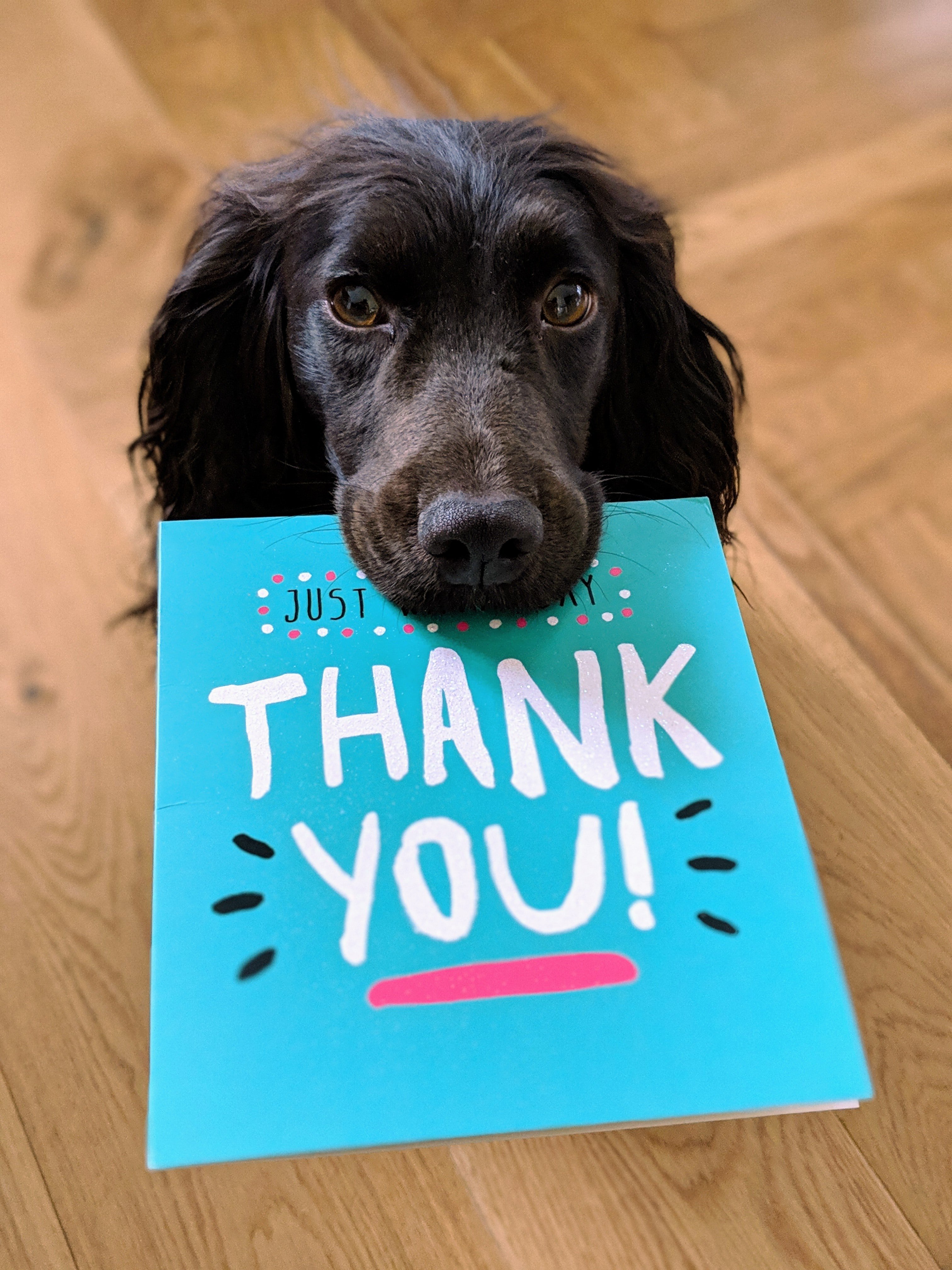 thank you and dog by Unsplash?width=698&height=466&fit=crop&auto=webp&dpr=4