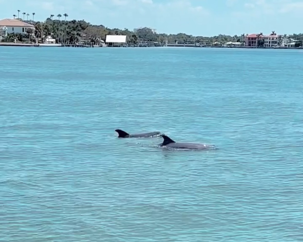 dolphins in the water