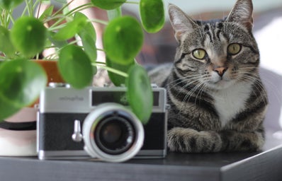 cat with plant and camera