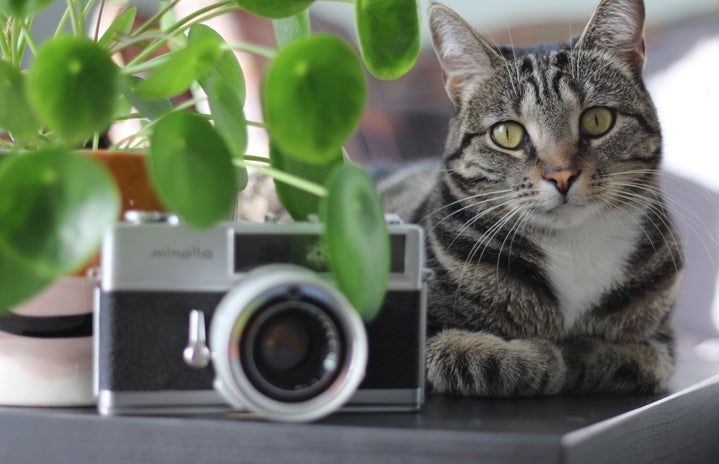 cat with plant and camera