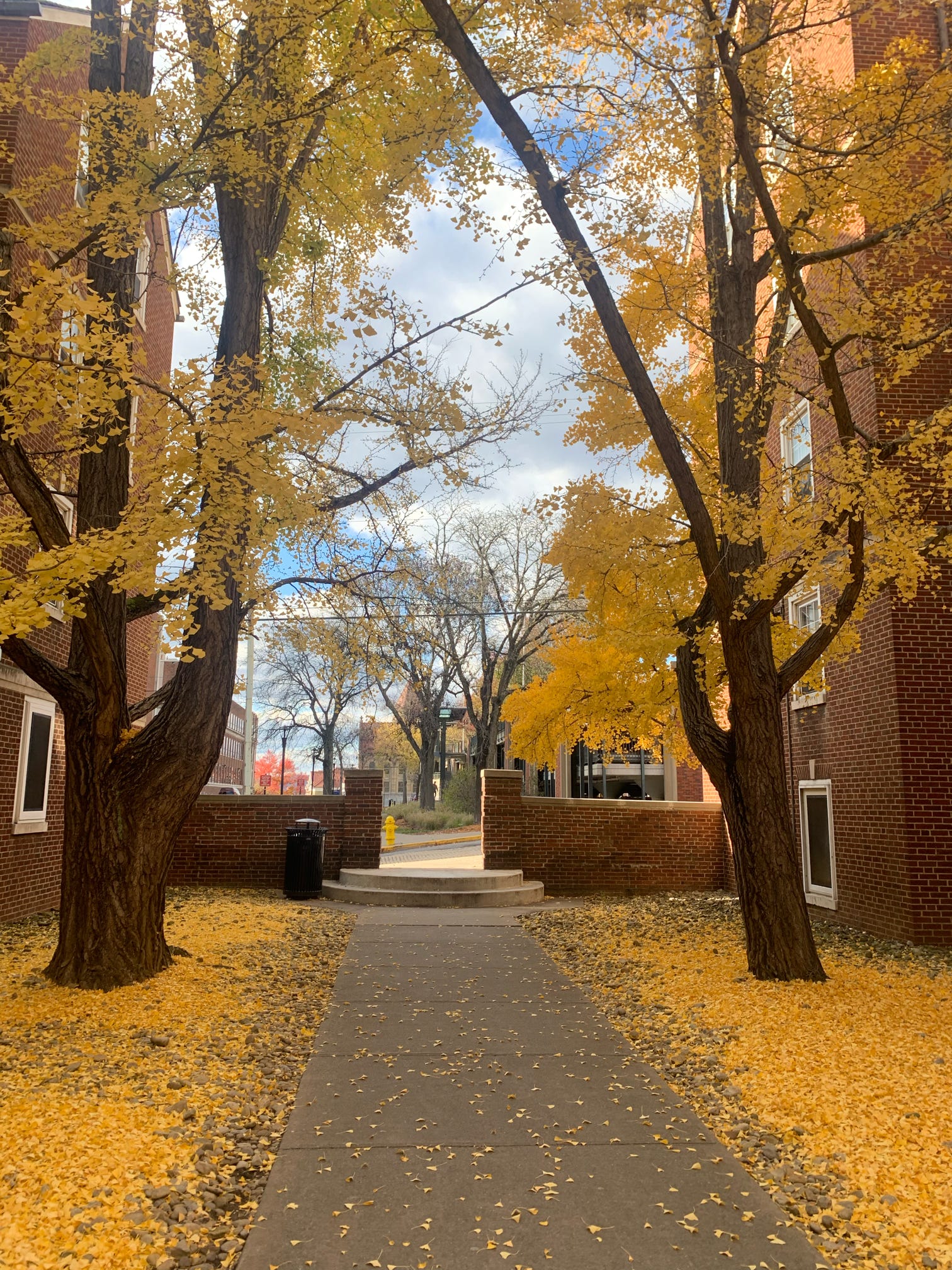 fall on wvu\'s campus