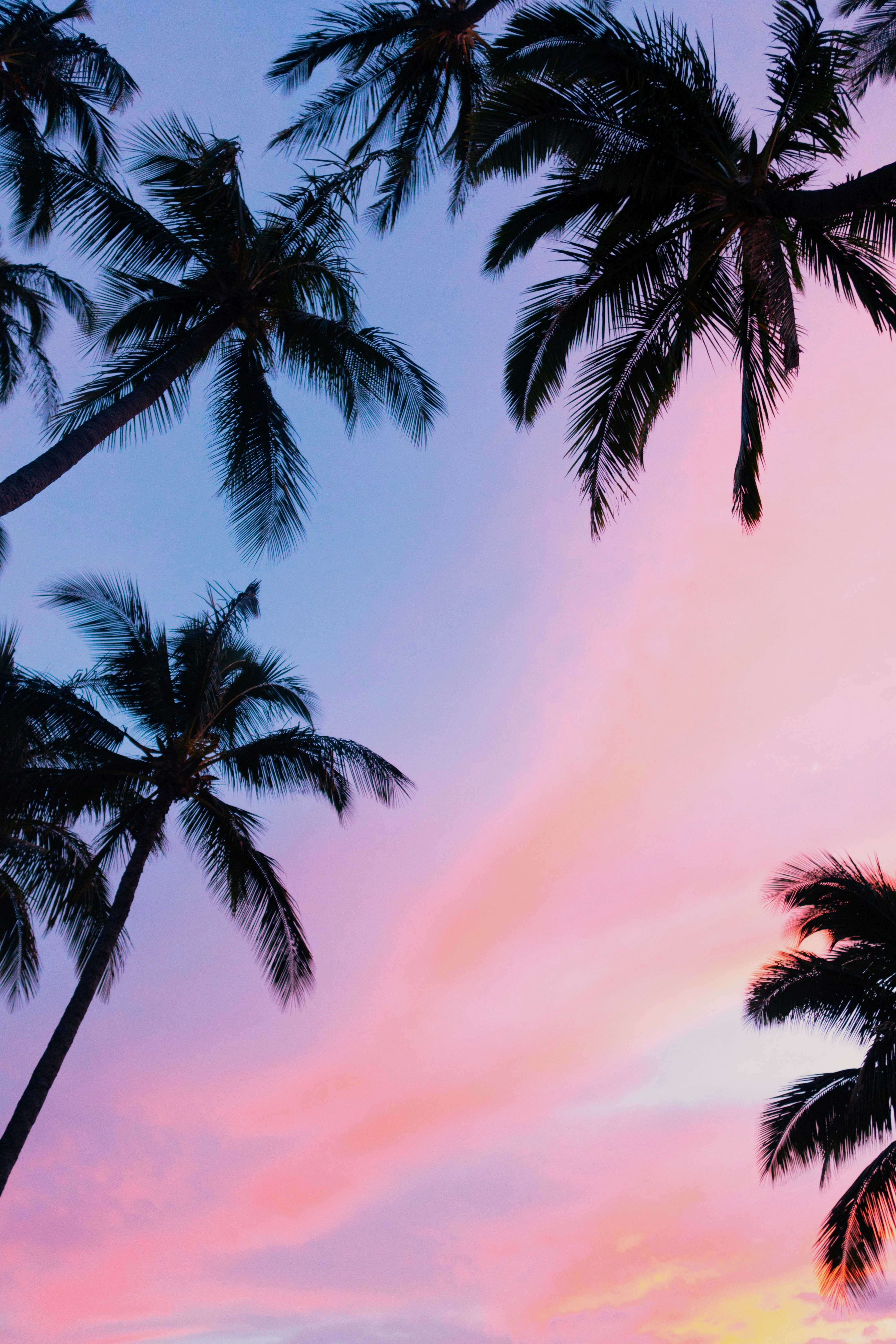 Palm tree image