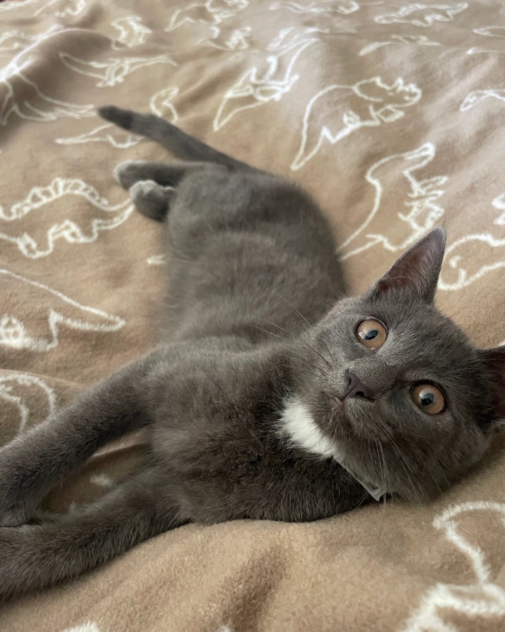 Gray cat laying down