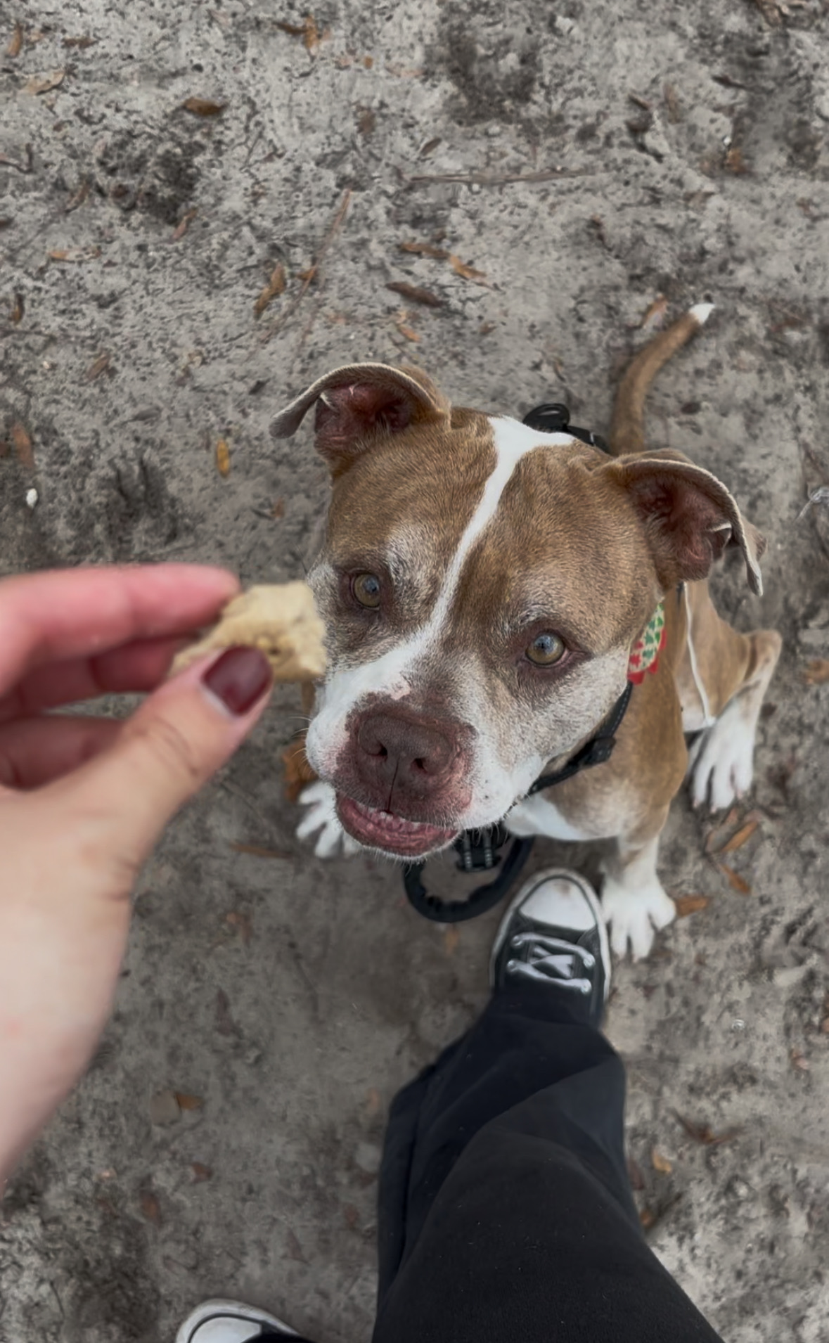 Brown and white dog with treat in the foreground