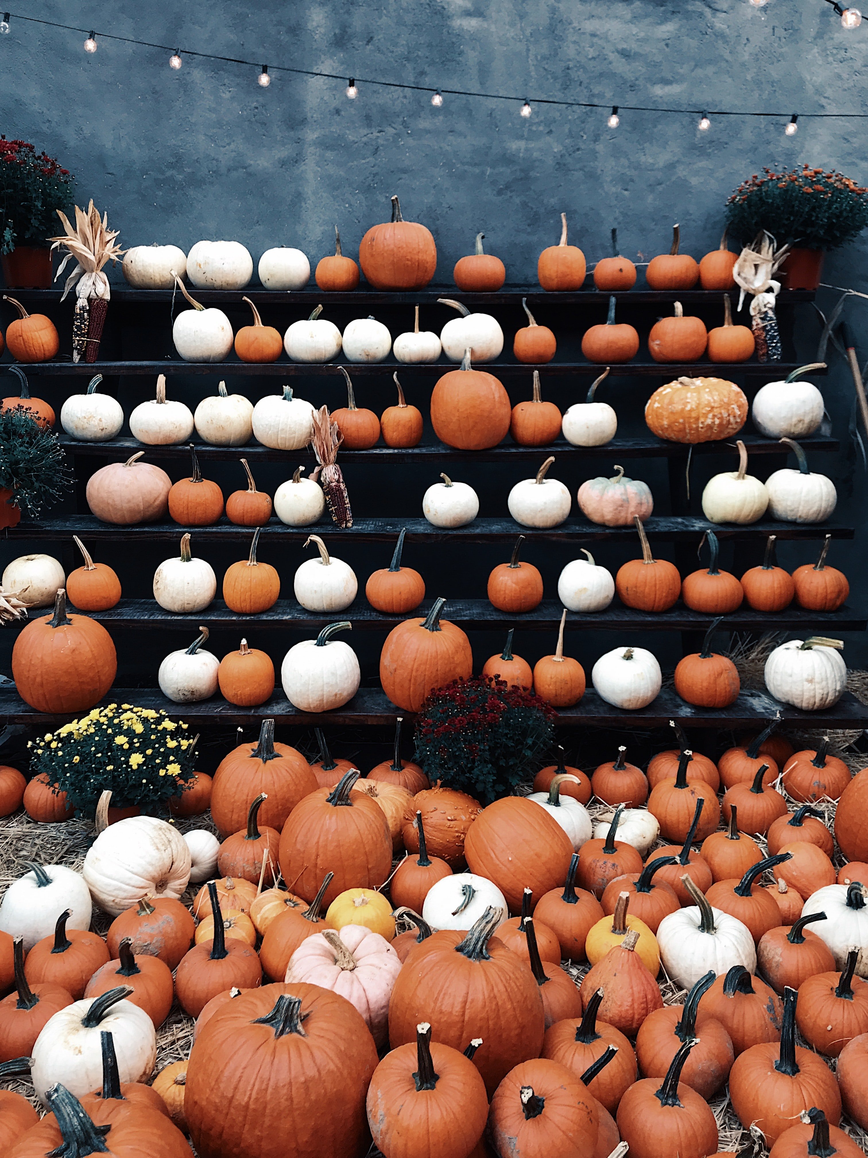 orange and white pumpkins on shelves by Jon Tyson from Unsplash