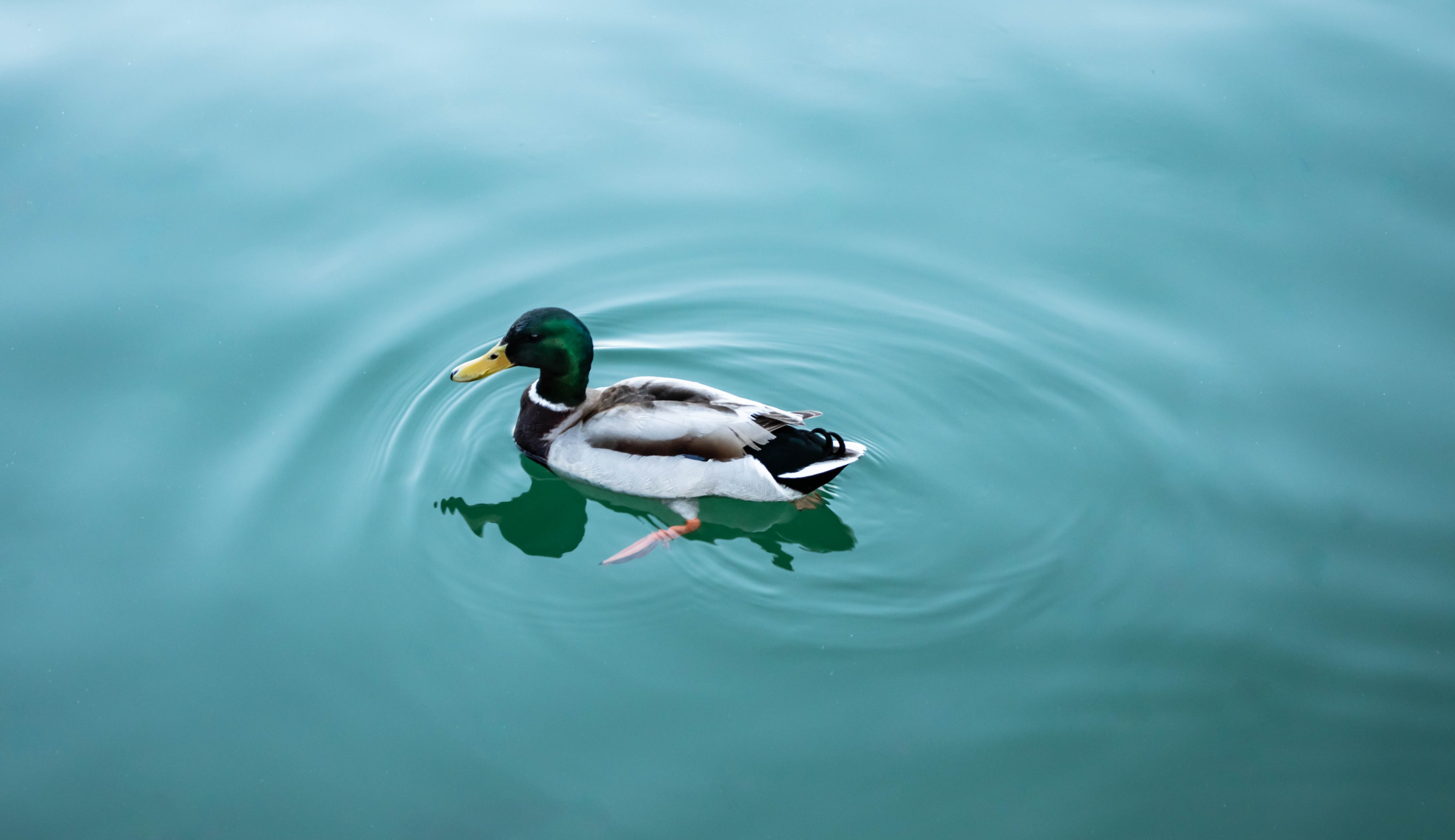 mallard duck by Cristina Lacoangeli?width=698&height=466&fit=crop&auto=webp&dpr=4