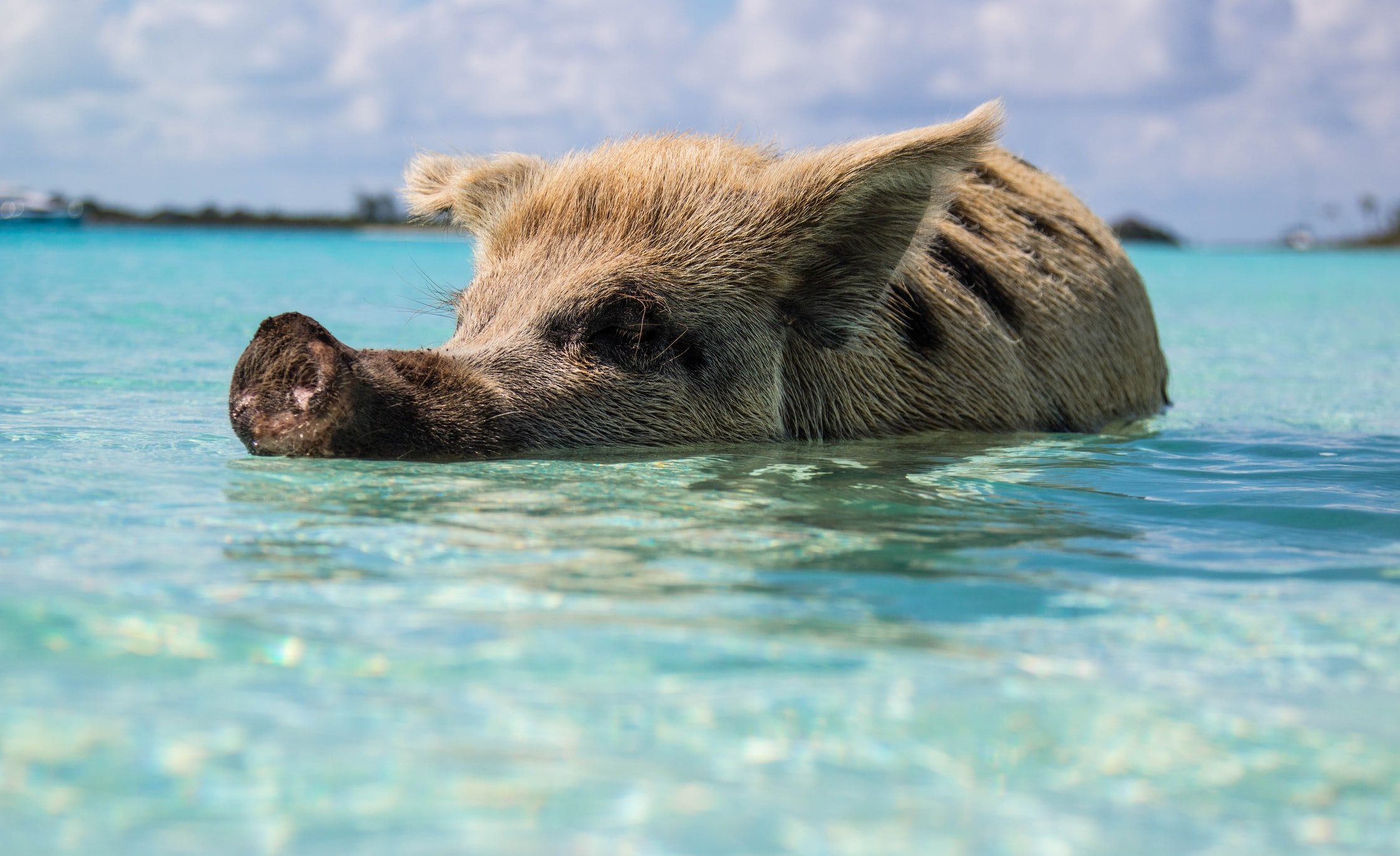 crystal blue ocean with baby pig swimming jpg by Forest Simon