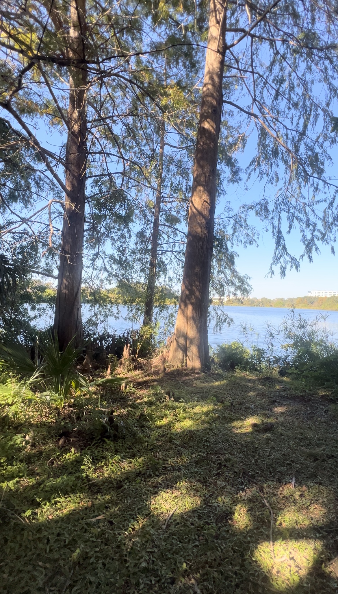USF Botanical Gardens Lake Behnke/The Wetlands