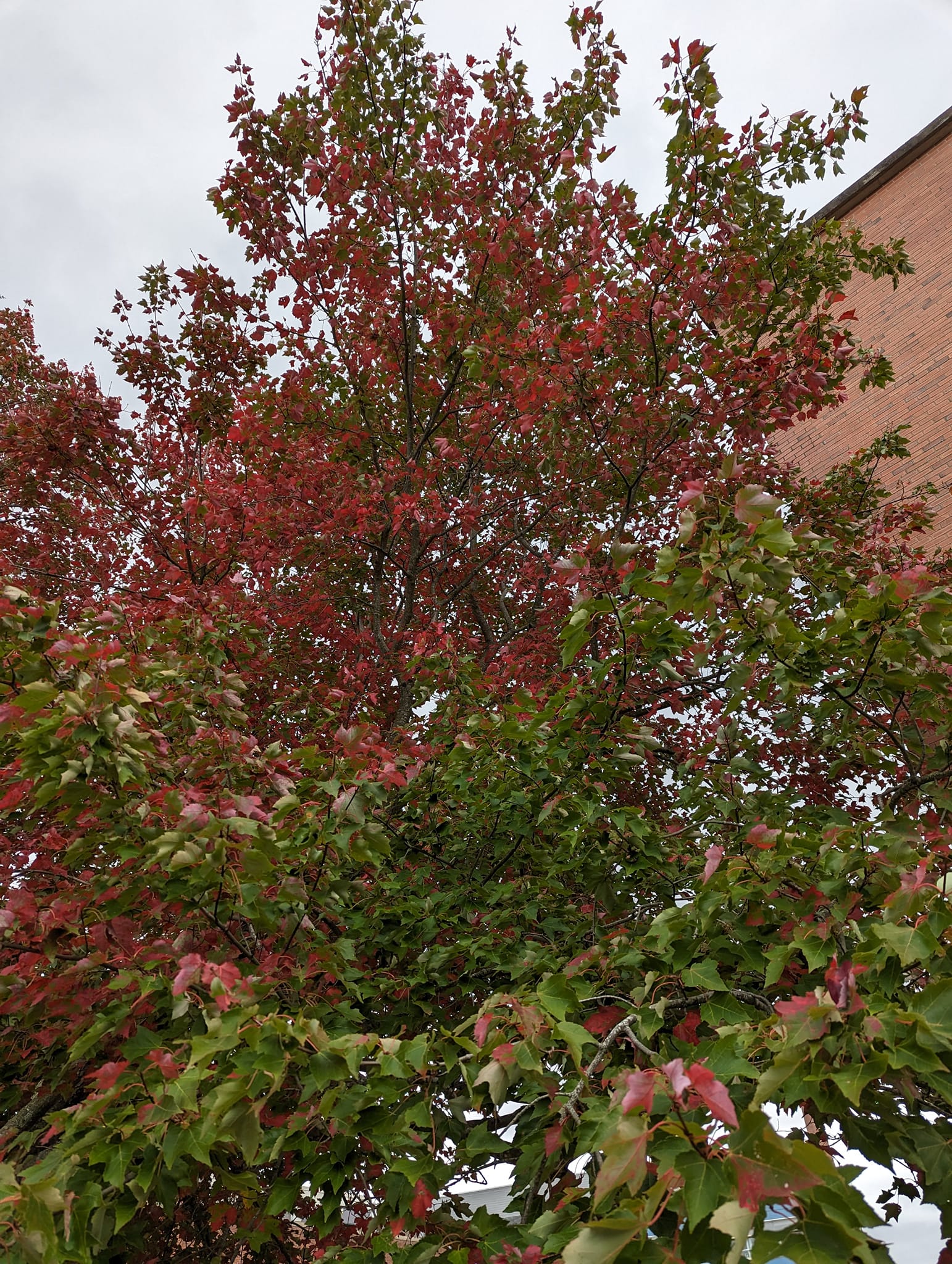 Trees I\'ve seen around campus.