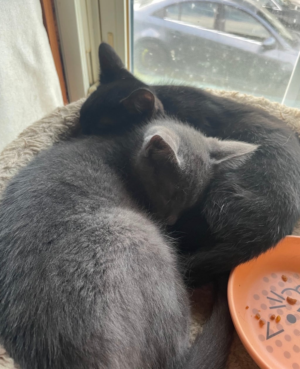 Cats laying together