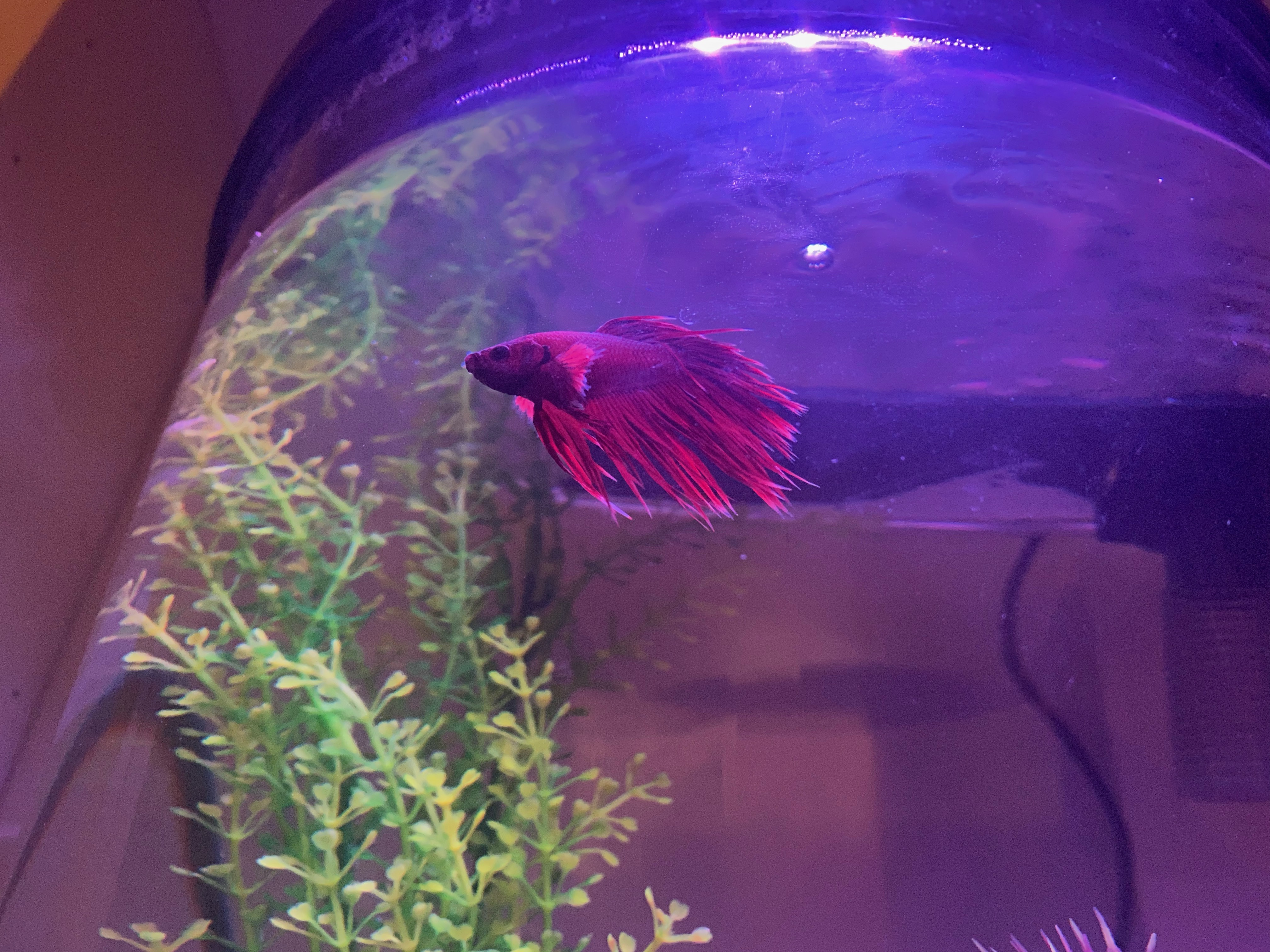 cccbd96849c34239a3068da59e113a30jpegjpg by Isabelle LHuillier