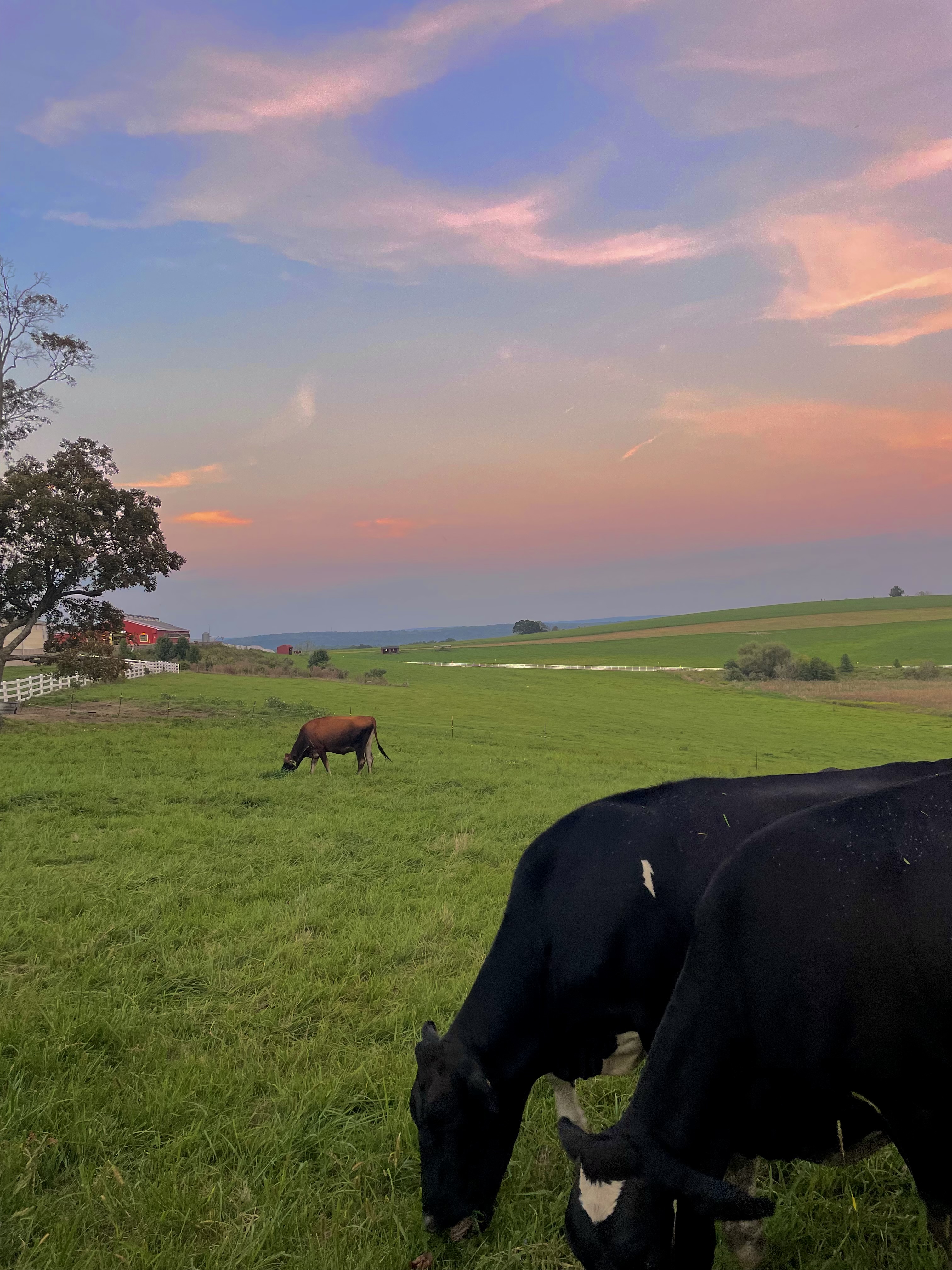 img 7781jpegjpg by Maryam Abu Hasaballah?width=698&height=466&fit=crop&auto=webp&dpr=4