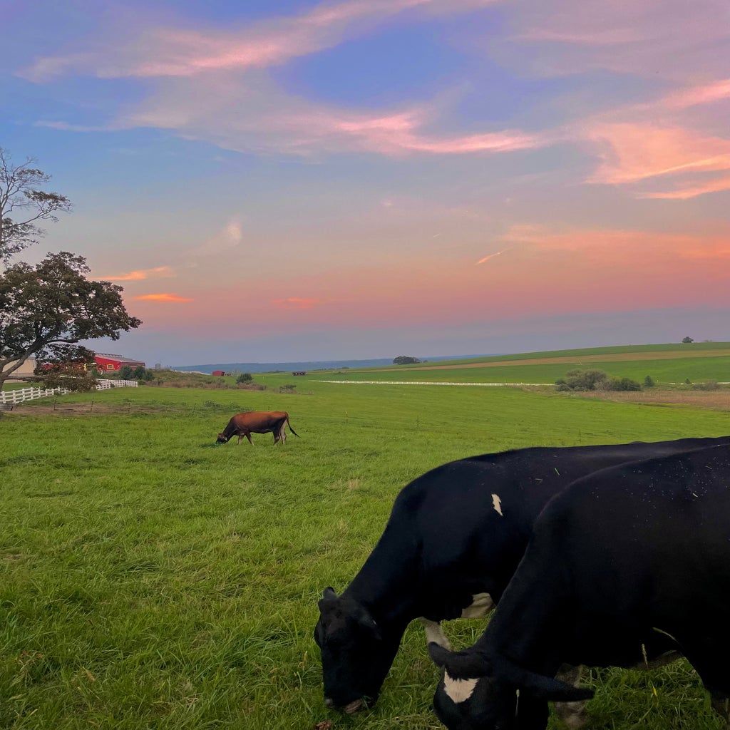 cows at Uconn