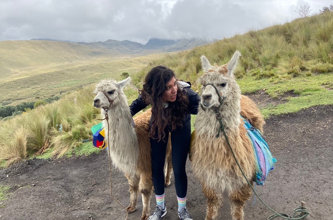 Girl standing between two alpacas.