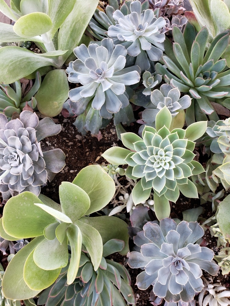 dorm friendly plants