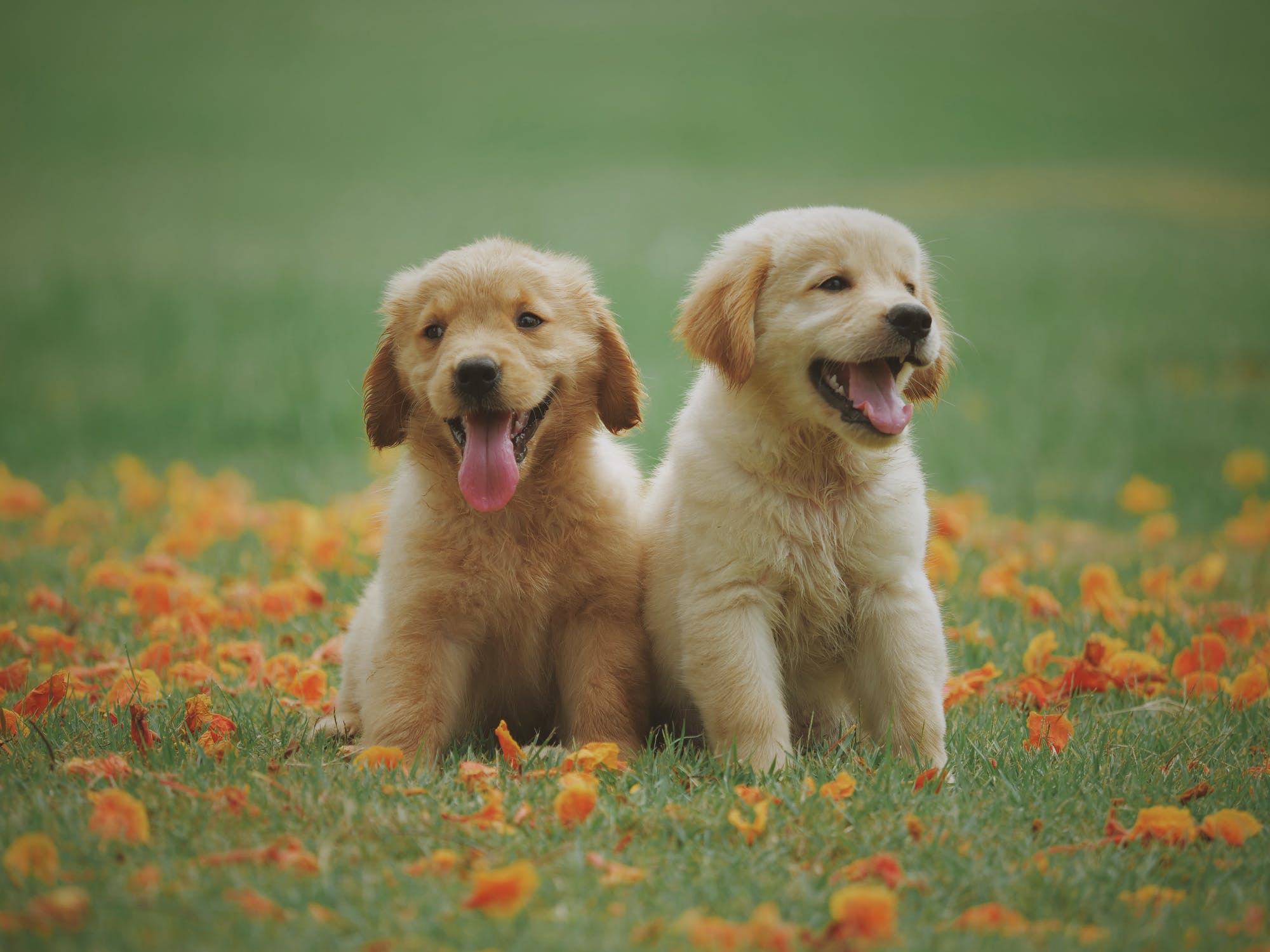 dogs 1jpg by Chevanon Photography?width=698&height=466&fit=crop&auto=webp&dpr=4