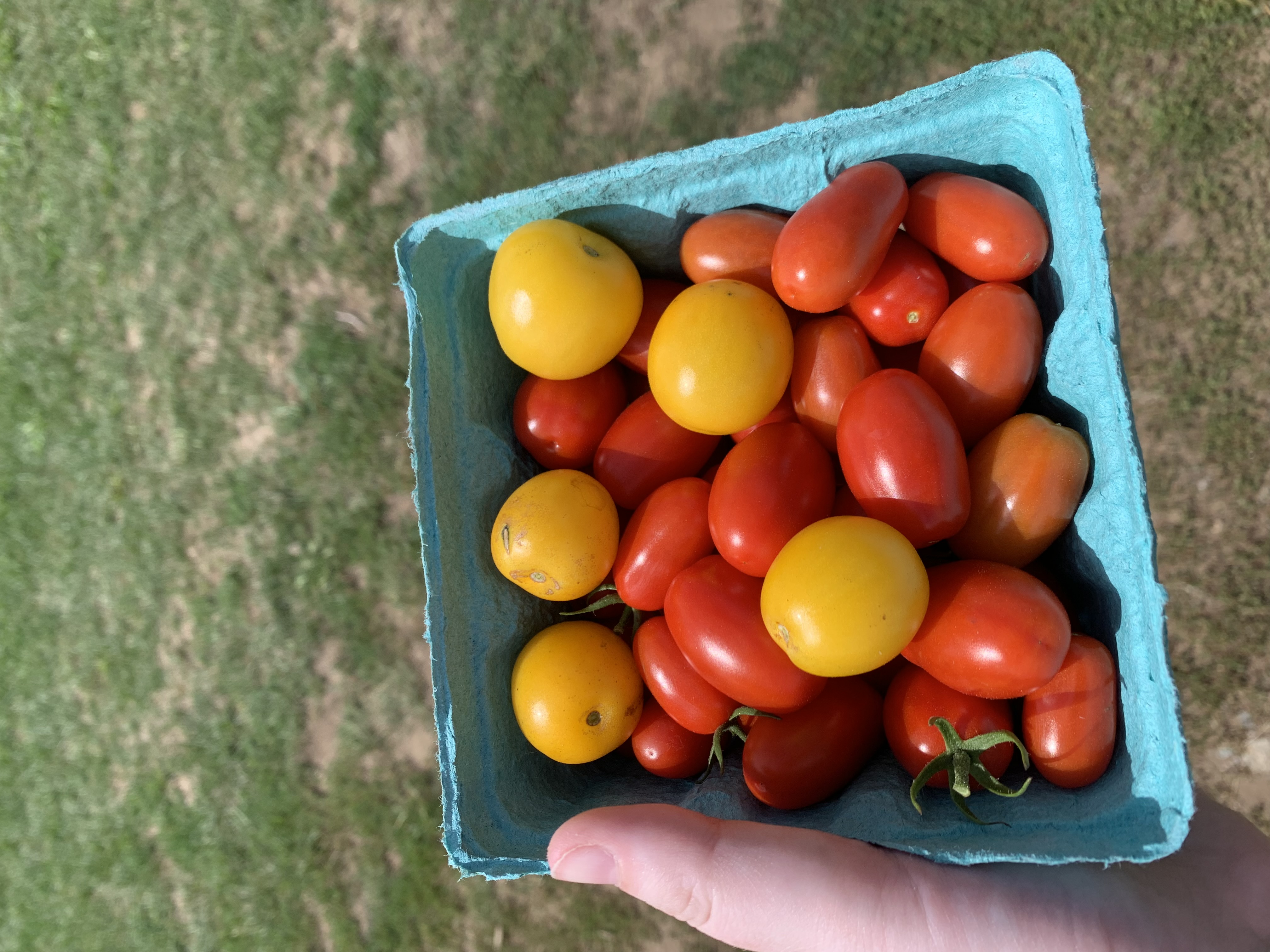 tomatofest