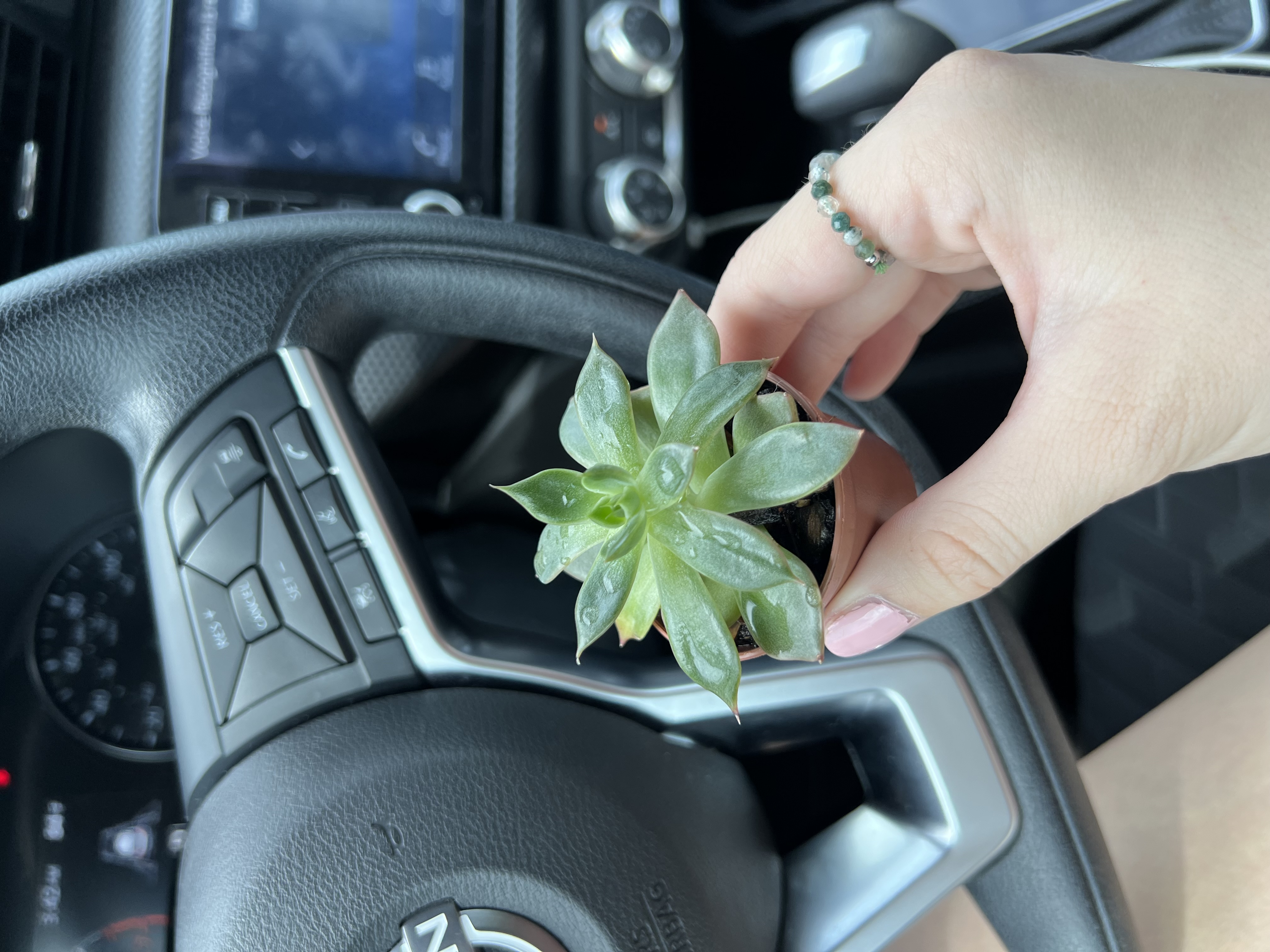 Photo of succulent in car