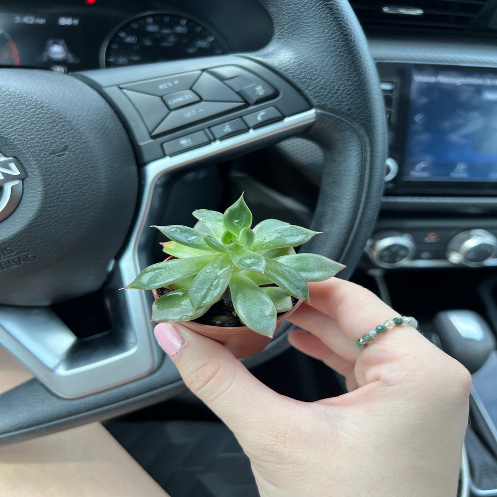 Photo of succulent in car