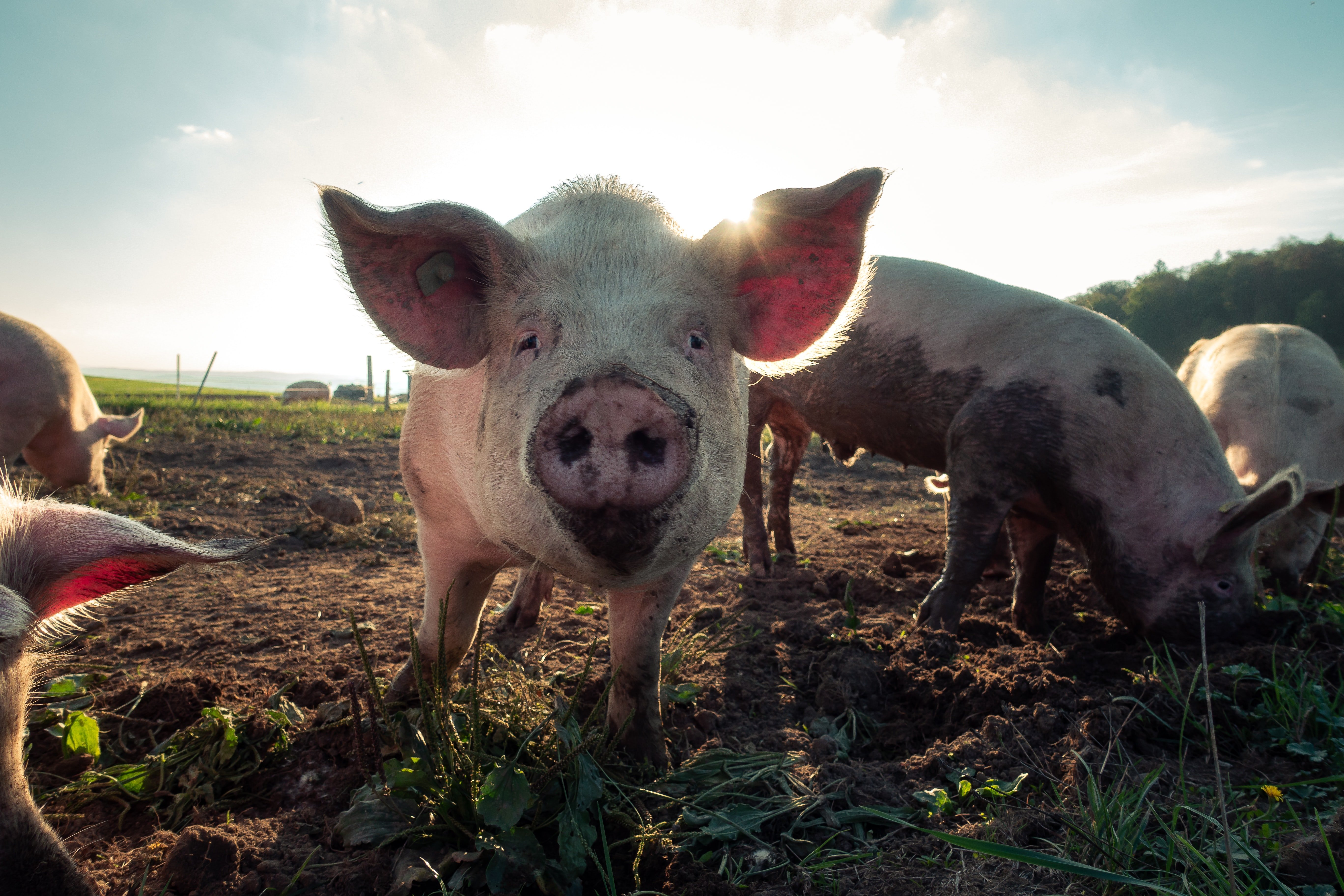 pig in mud by Pascal Debrunner via Unsplash?width=698&height=466&fit=crop&auto=webp&dpr=4