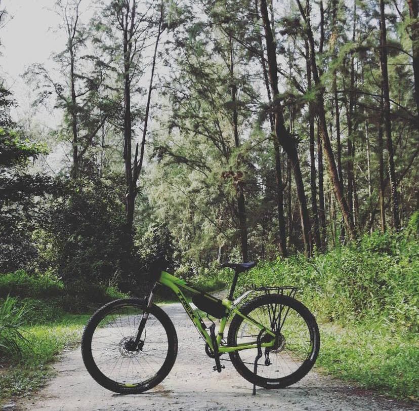 bicycle and trees