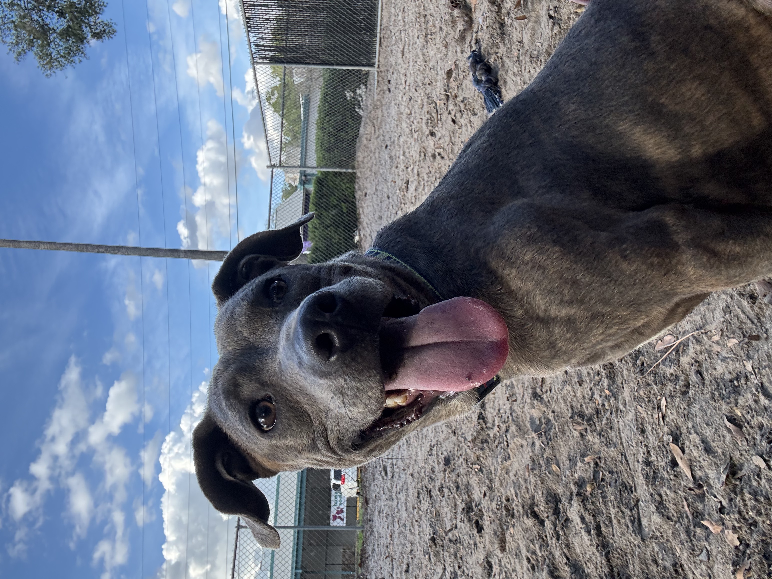 Gray dog with tongue out