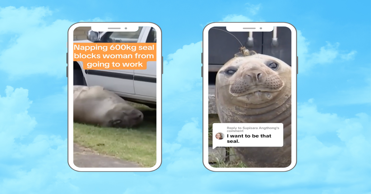 Anyone Else Obsessed With Neil The Seal On TikTok? Because I Am