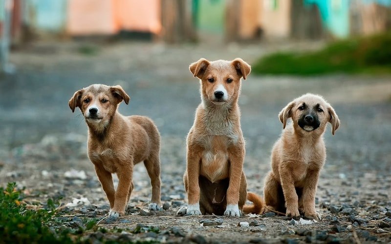 puppiesjpg by Unsplash