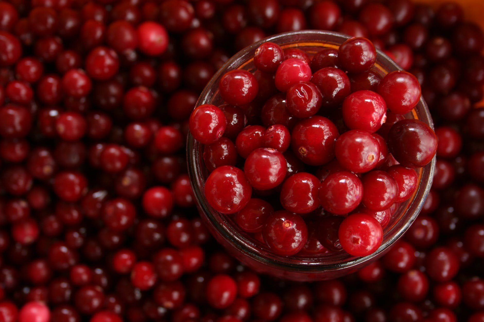 cranberries irita antonevica