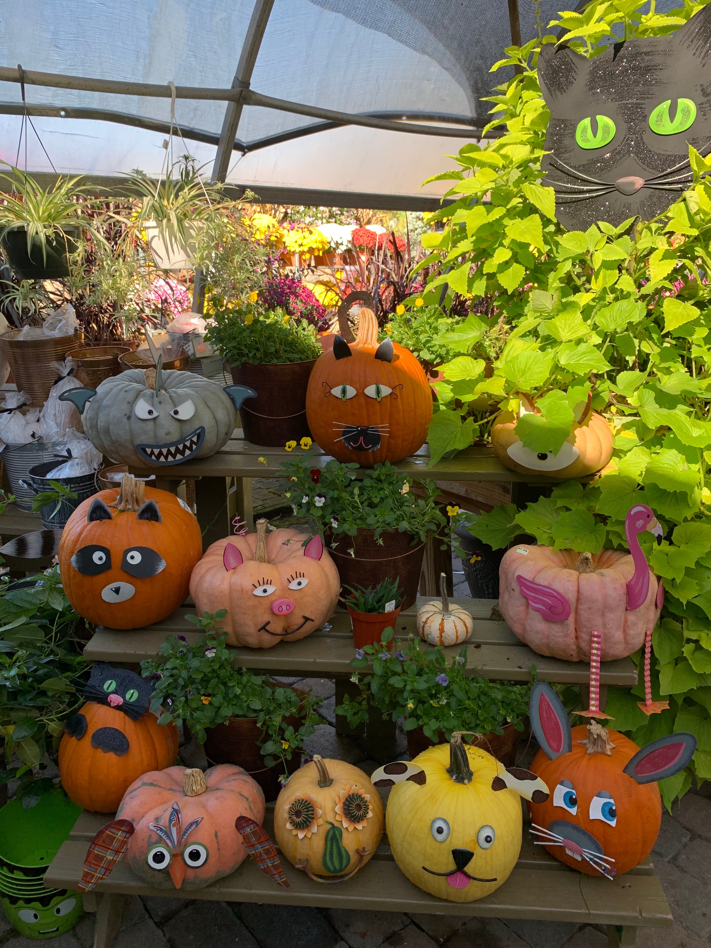 Pumpkins with animal faces by Averi Aya ay?width=698&height=466&fit=crop&auto=webp&dpr=4