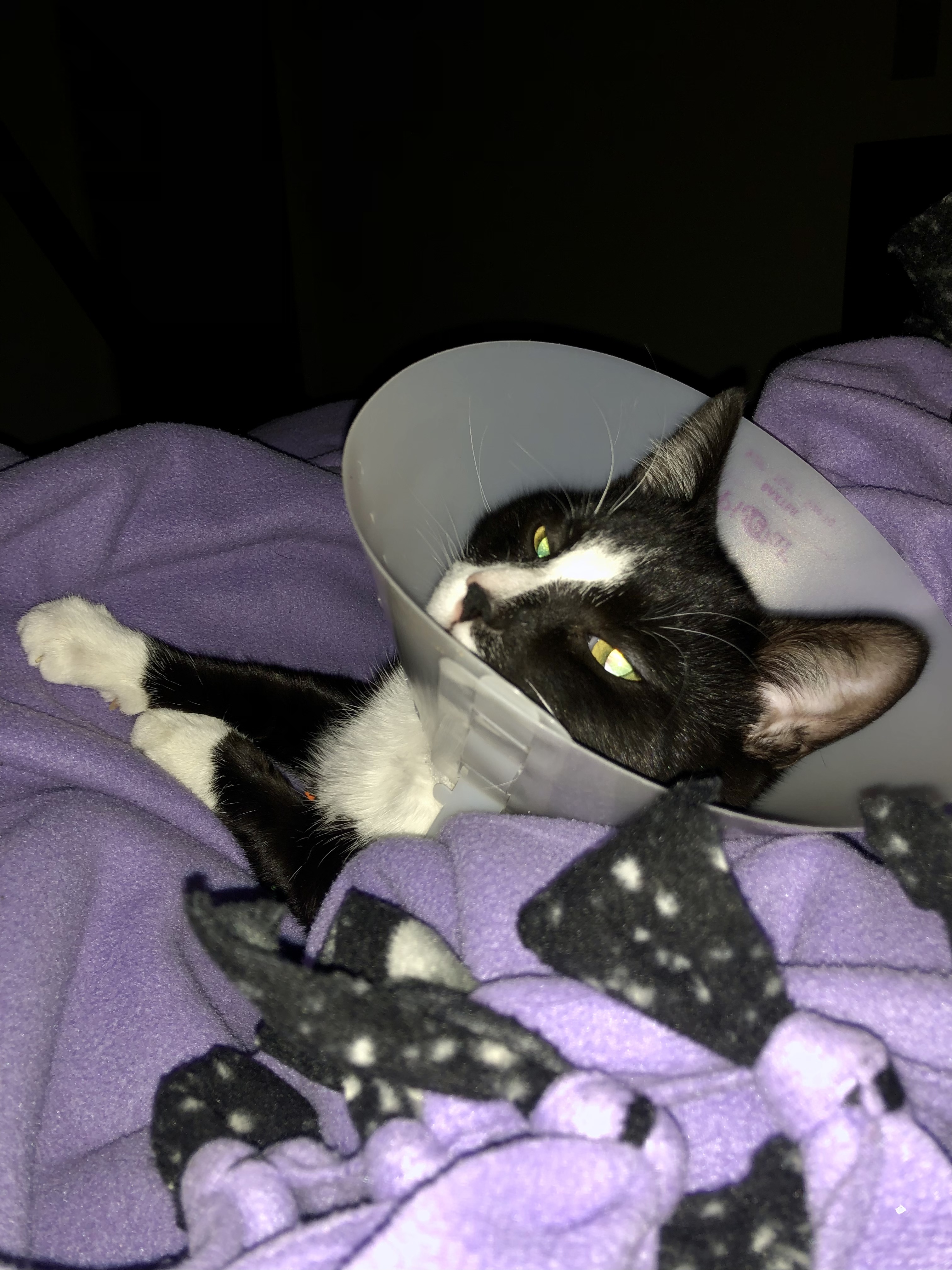 Kaytlyn’s cat Leo, Black and white, cat, kitten, Leonardo (2)