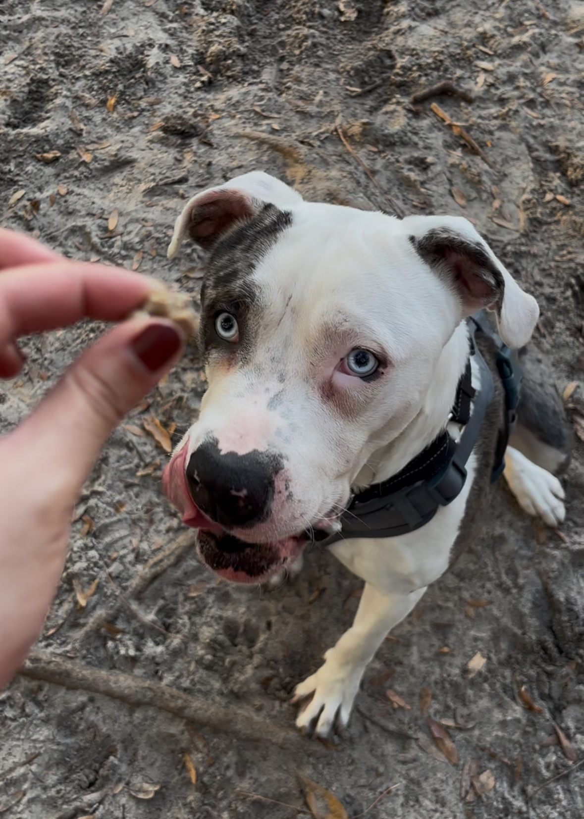 Gray and black dog with treat in foreground