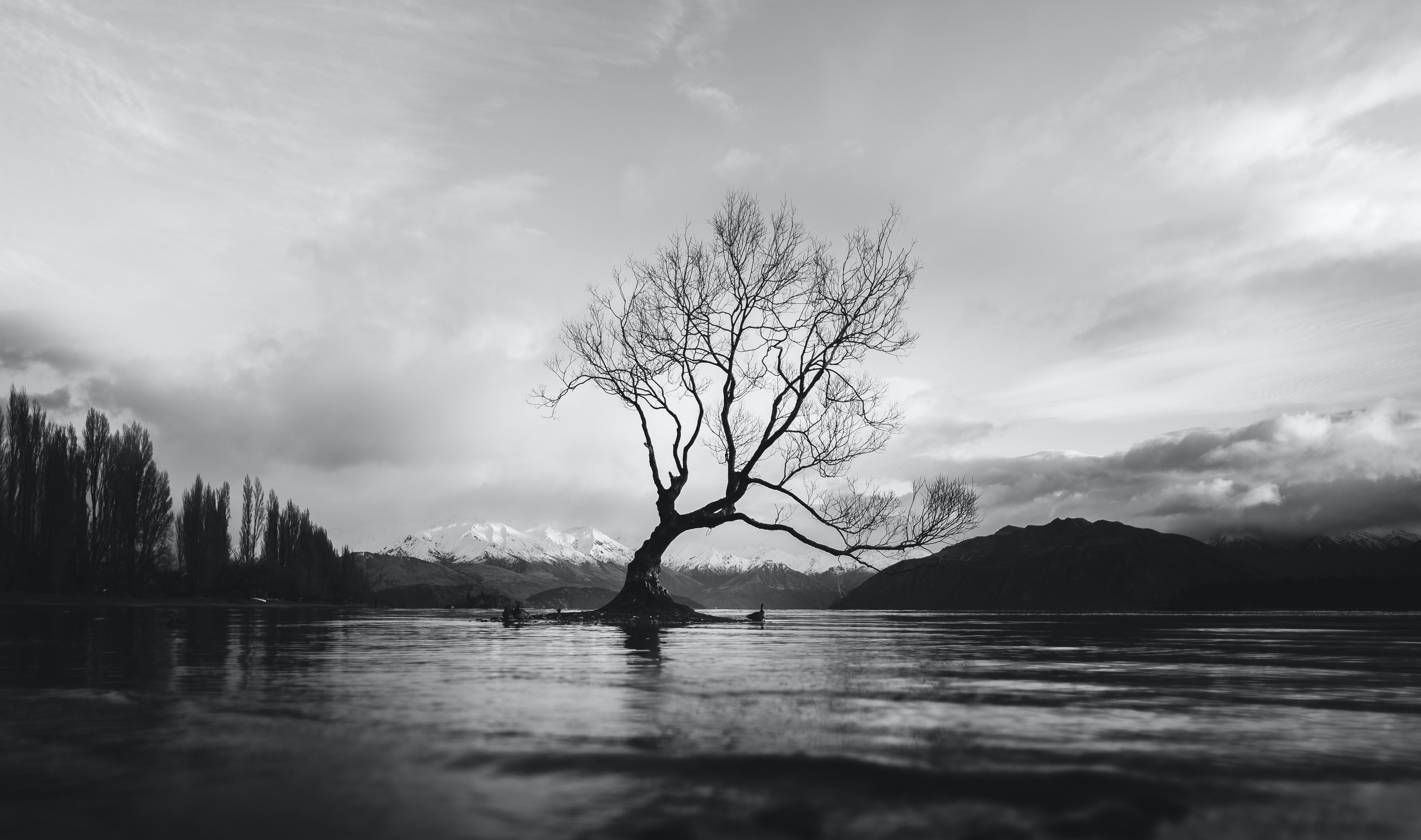 wanaka tree by Erico Marcelino on Unsplash