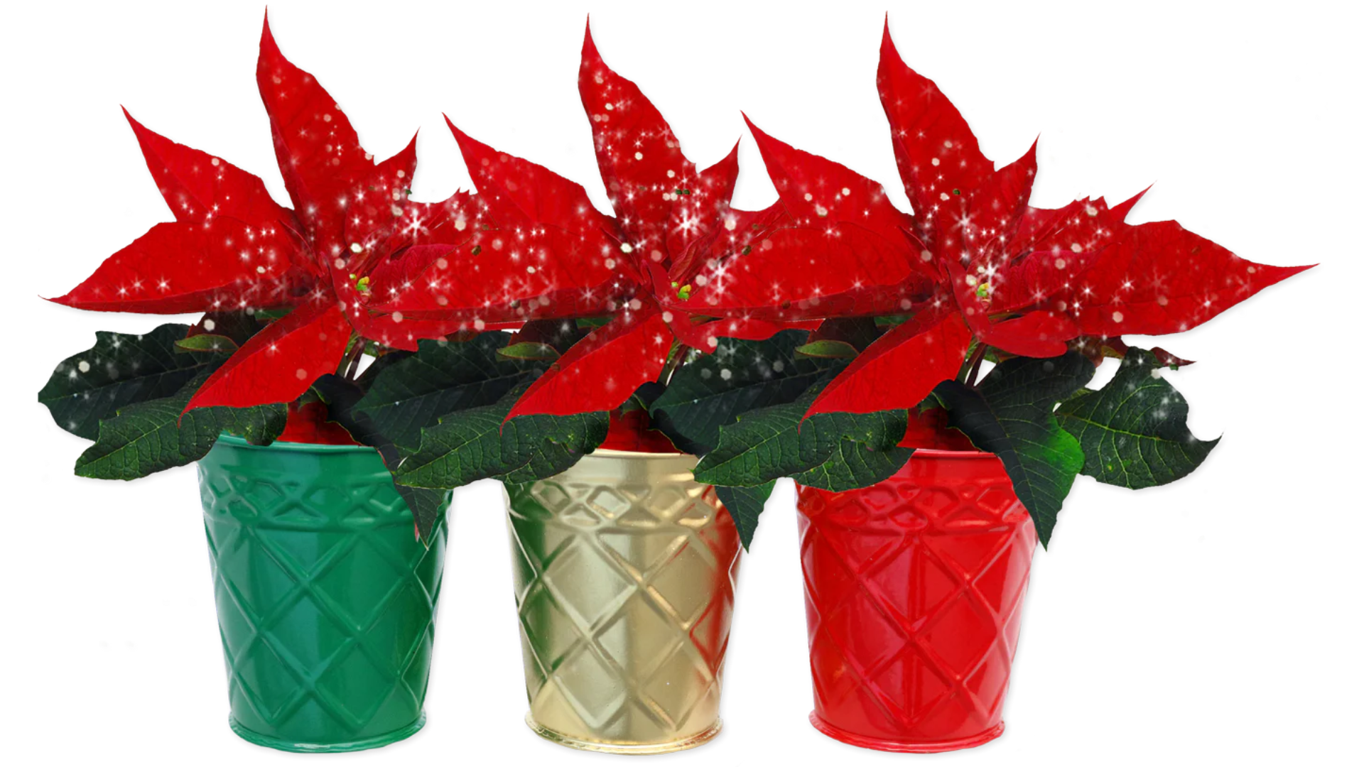 trader joes holiday plants 2024