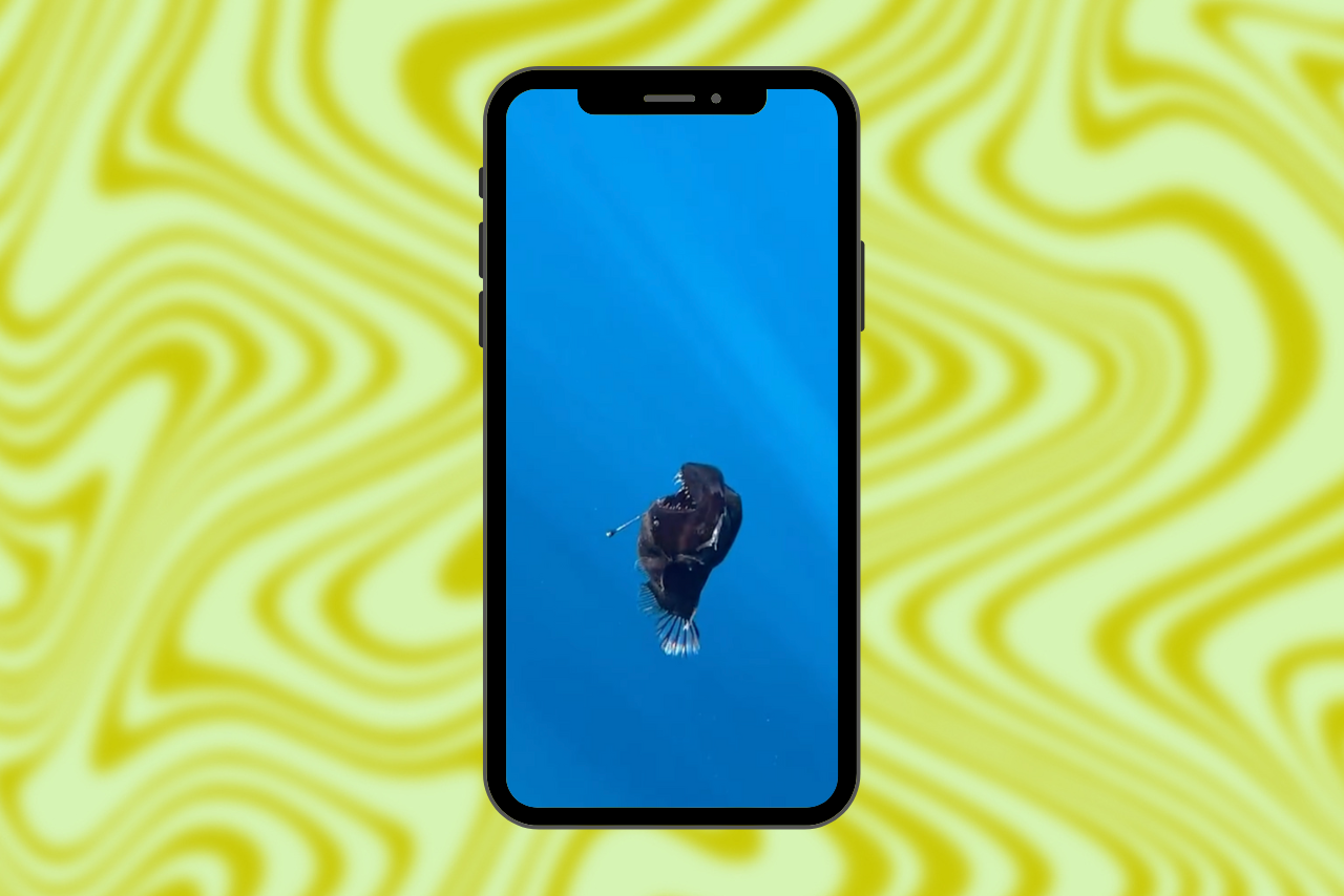 Video of the viral anglerfish