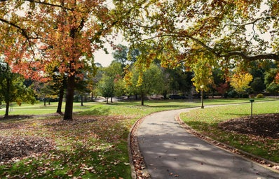 A path in the middle of the park surrounded by trees