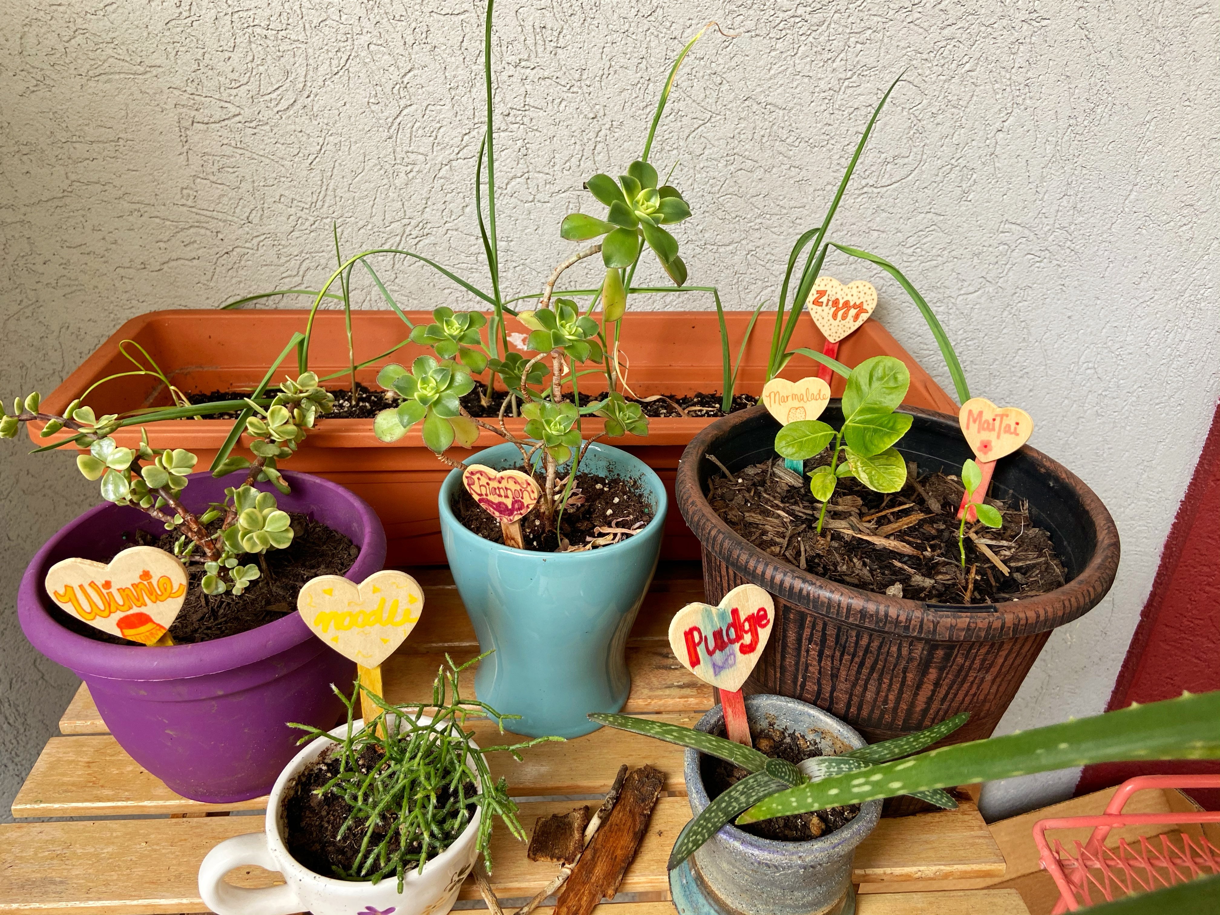 Plants with name tags sitting on balcony