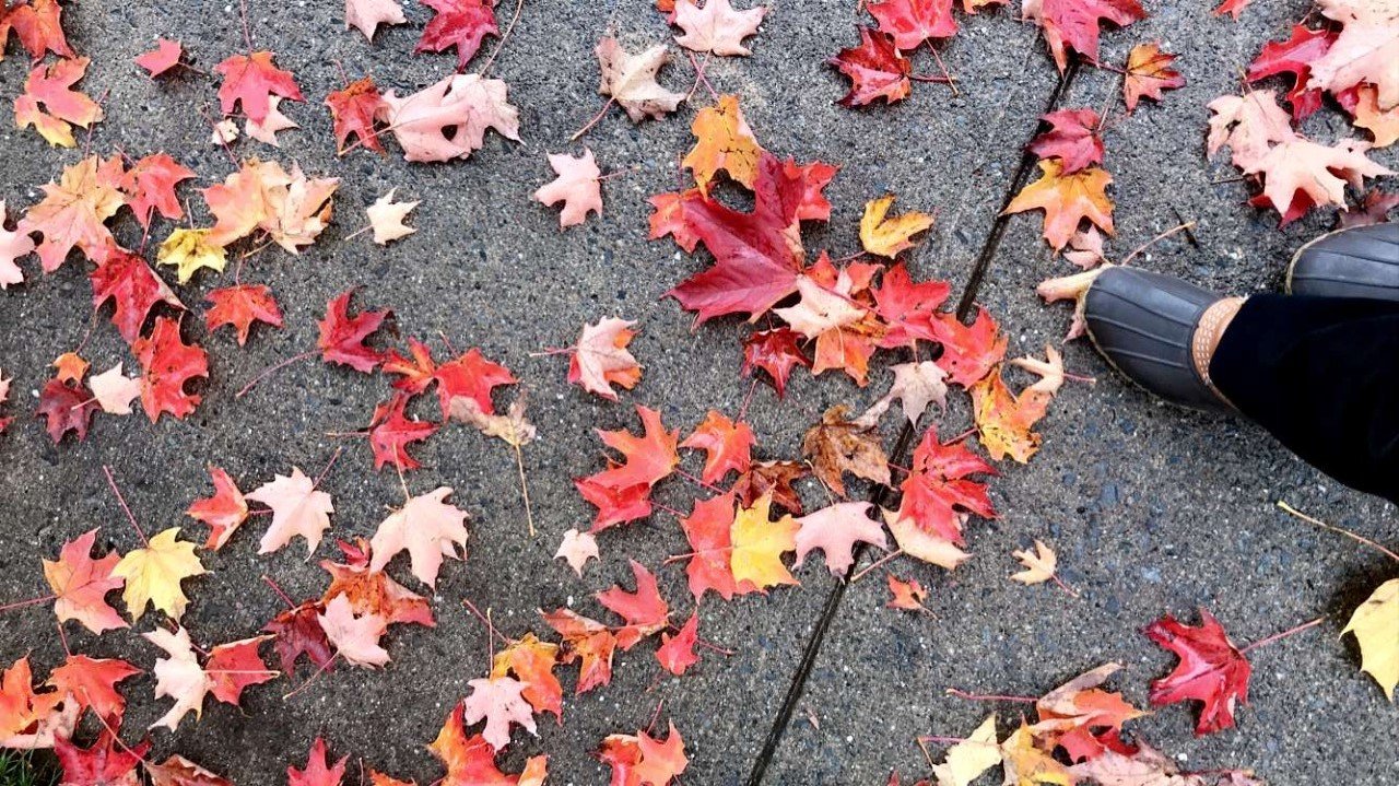 bean boot leavesjpg by Mary Rufo