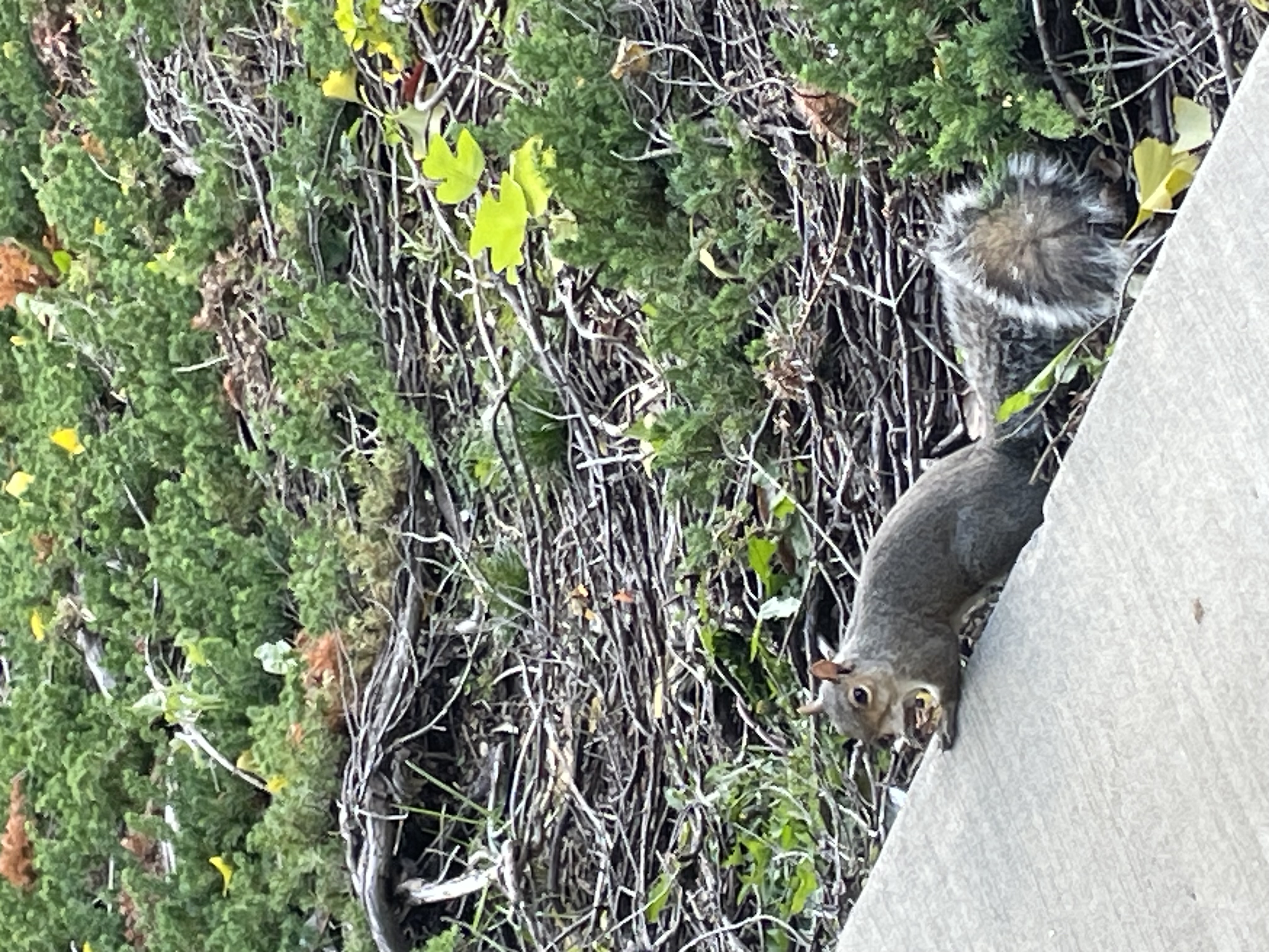 A picture of a squirrel