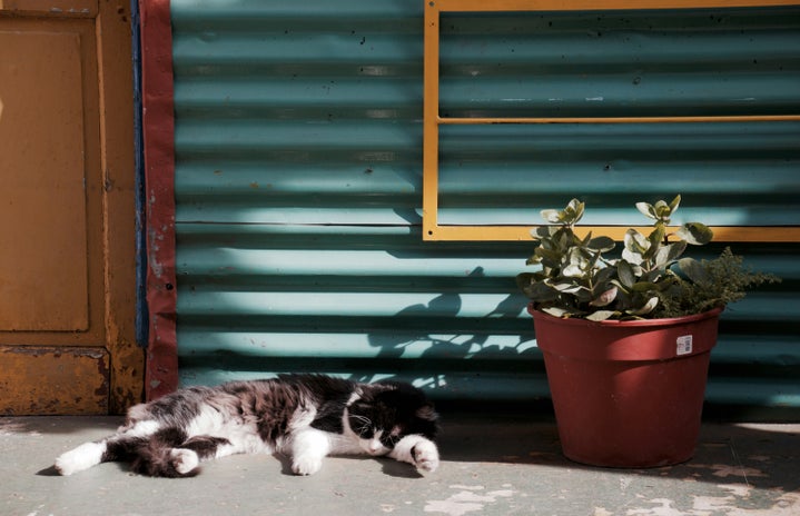 cat sleeping outside near potted plant